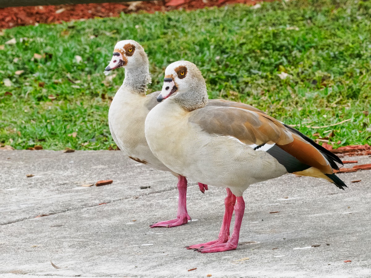 Egyptian Goose - ML647515645