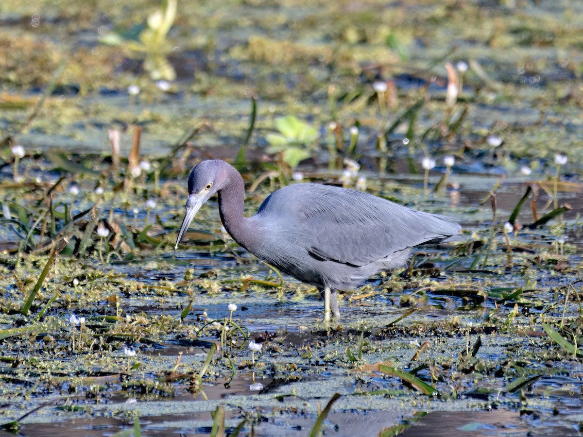 Little Blue Heron - ML647515646