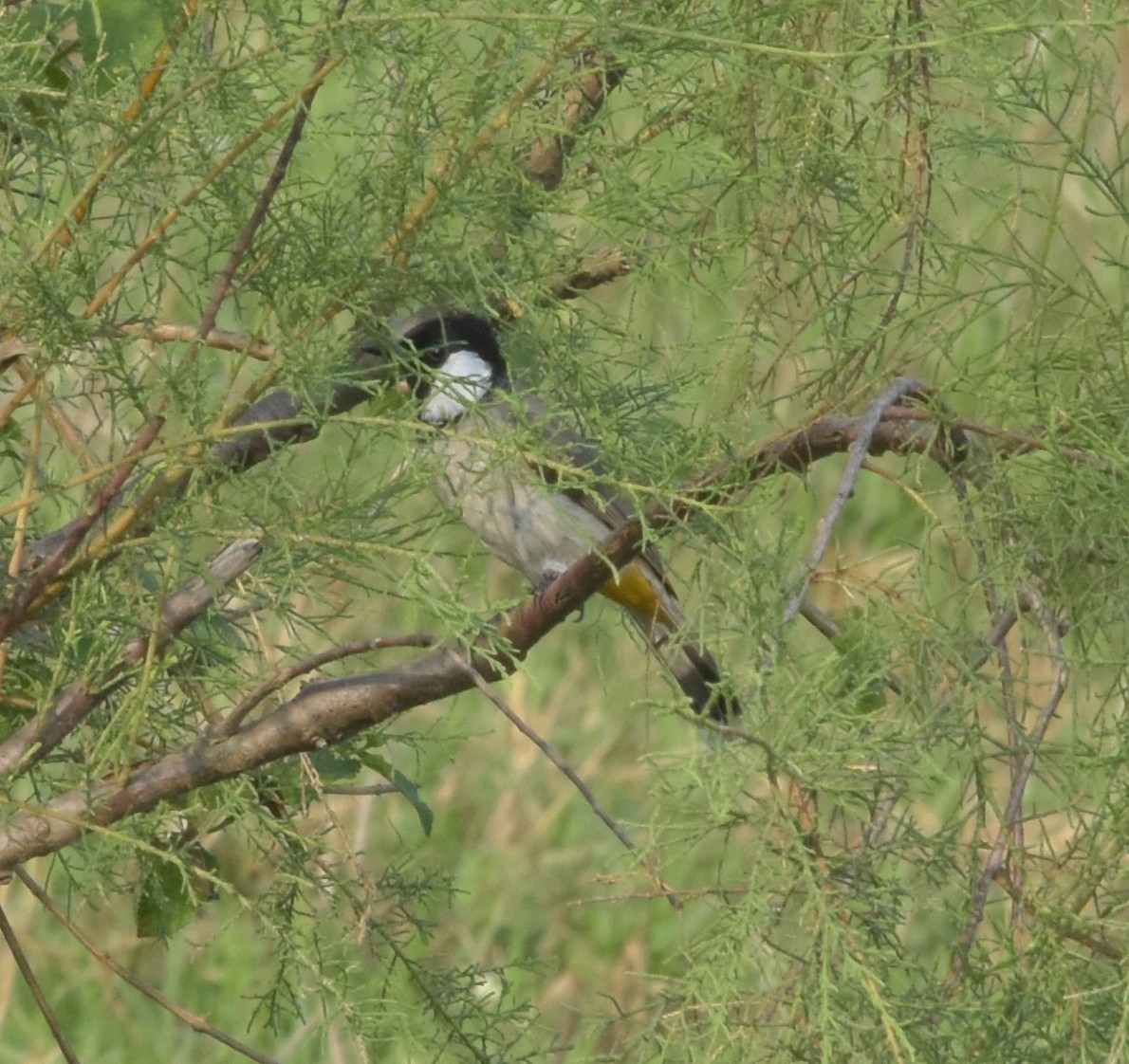 White-eared Bulbul - ML647515647