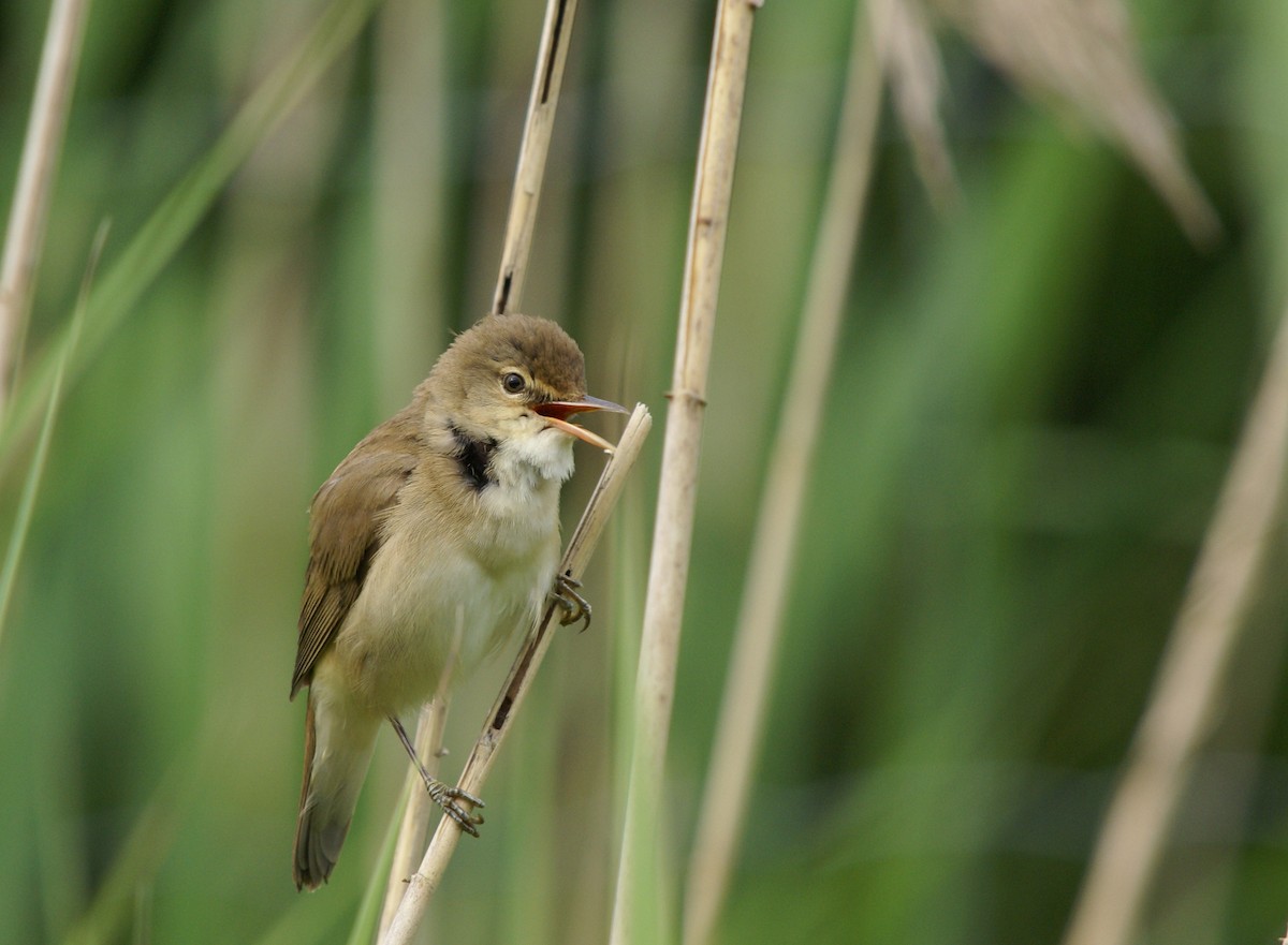 Common Reed Warbler - ML647515648