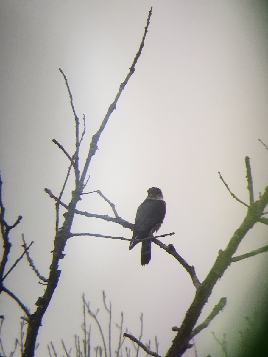 Merlin - ML647515649