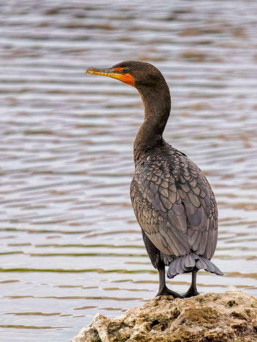 Double-crested Cormorant - ML647515650