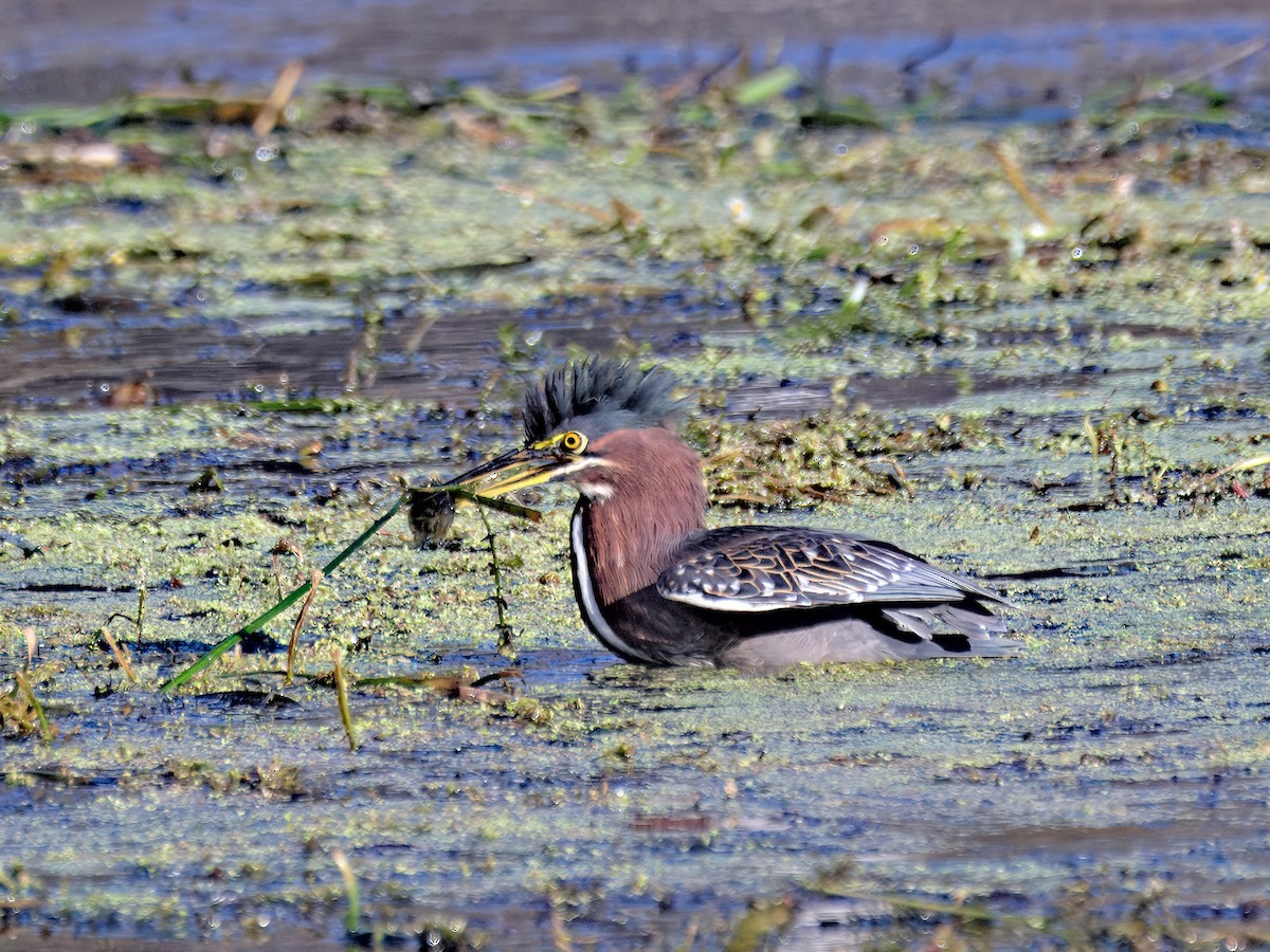 Green Heron - ML647515651