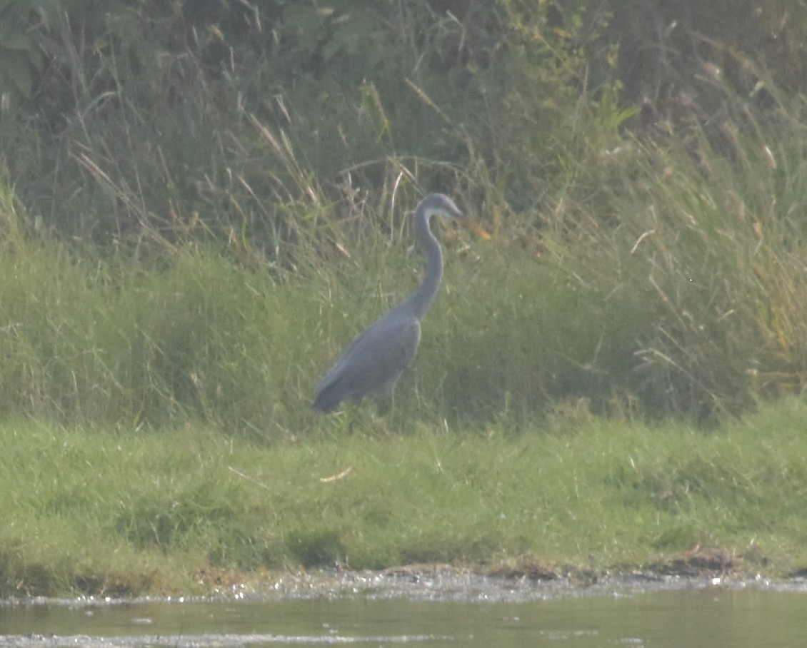 Western Reef-Heron - ML647515652