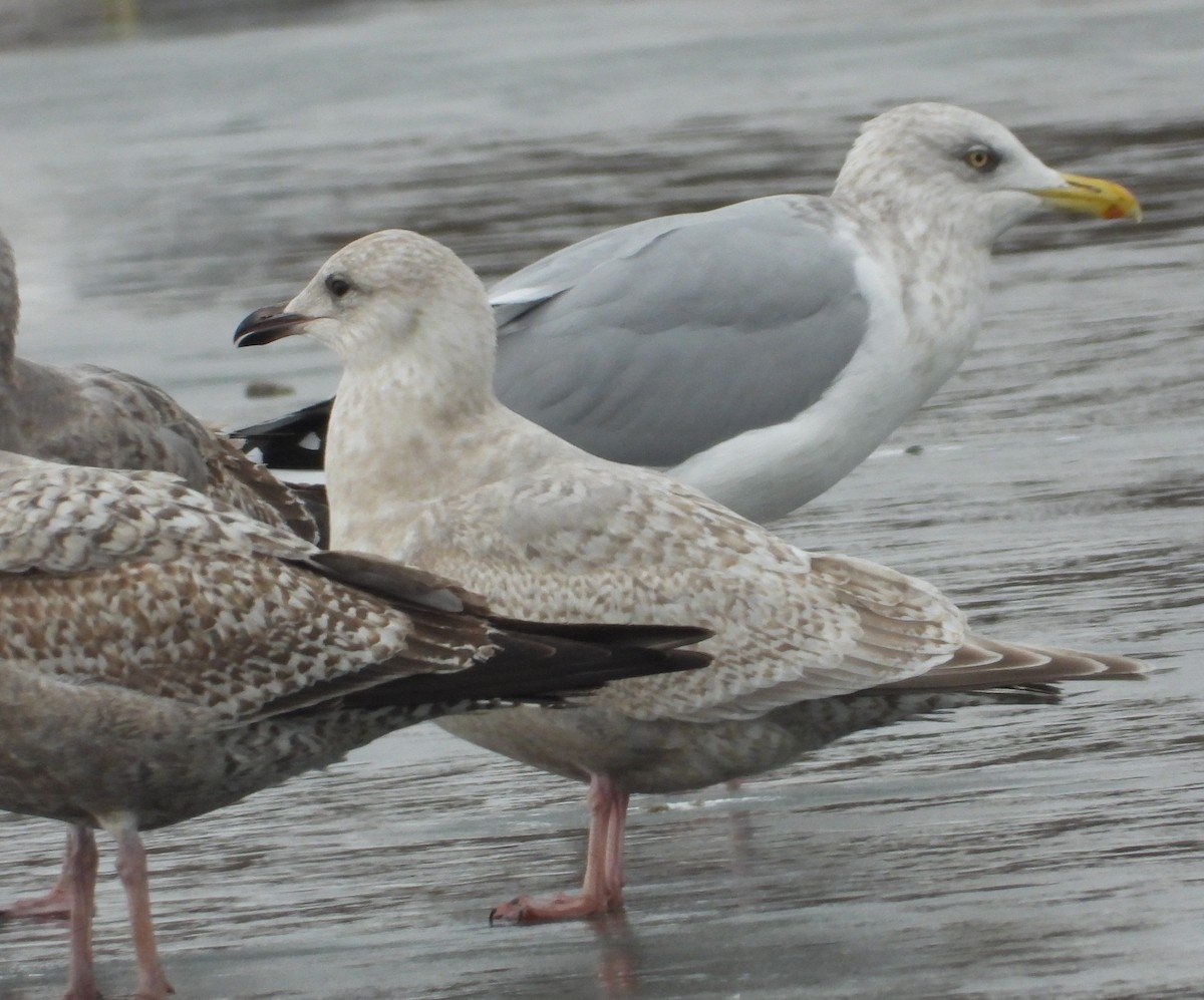 Iceland Gull (Thayer's) - ML647515653