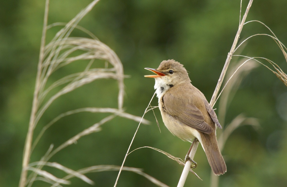 Common Reed Warbler - ML647515654