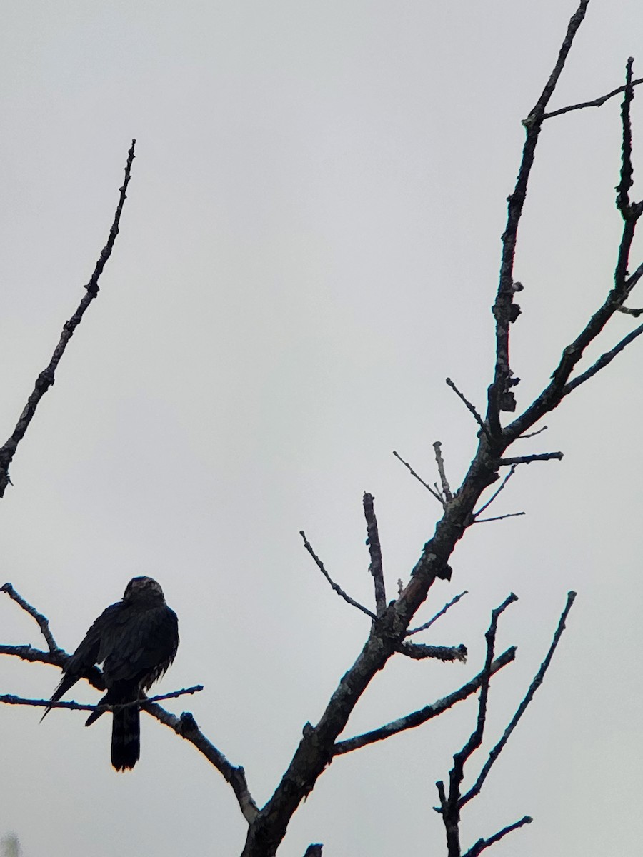 Merlin - ML647515655