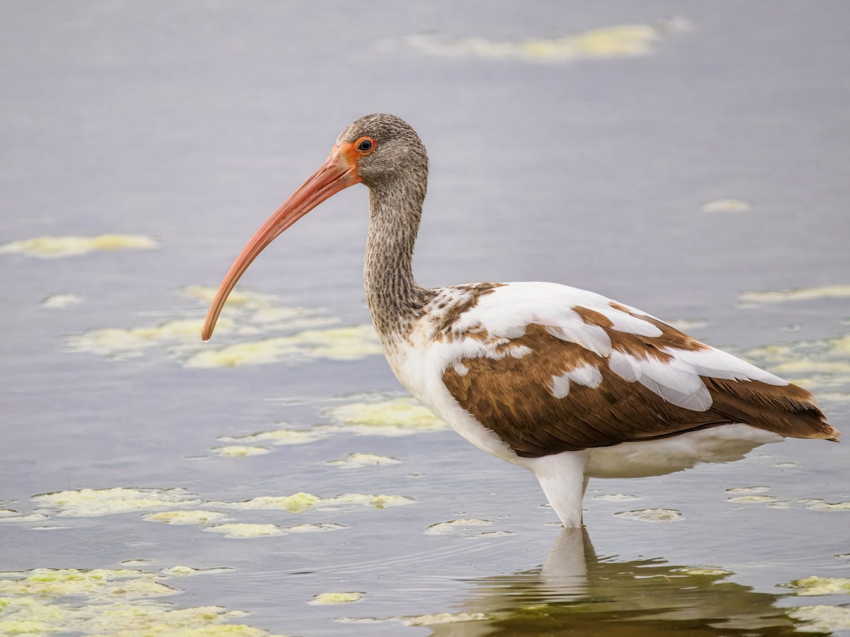 White Ibis - ML647515656