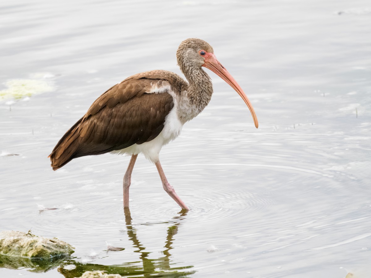 White Ibis - ML647515657
