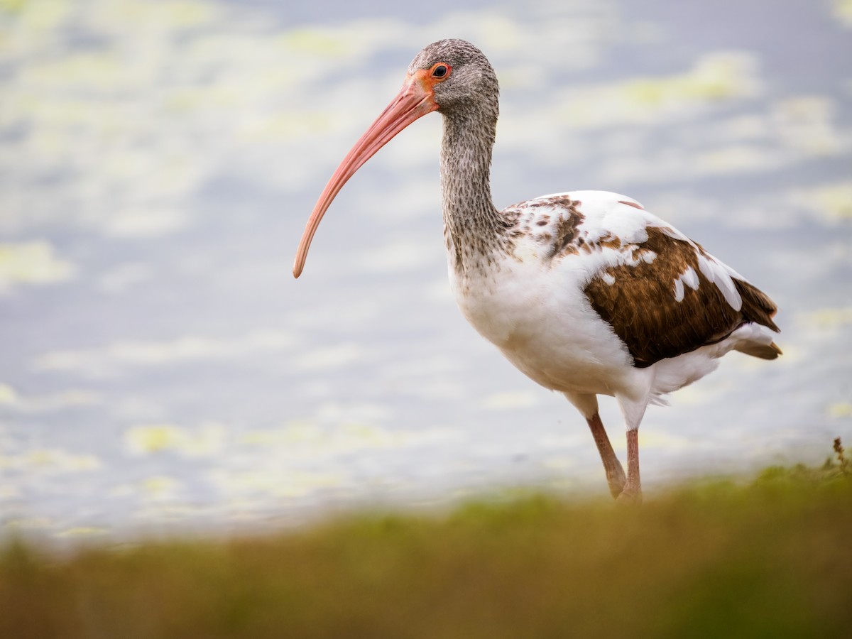 White Ibis - ML647515658