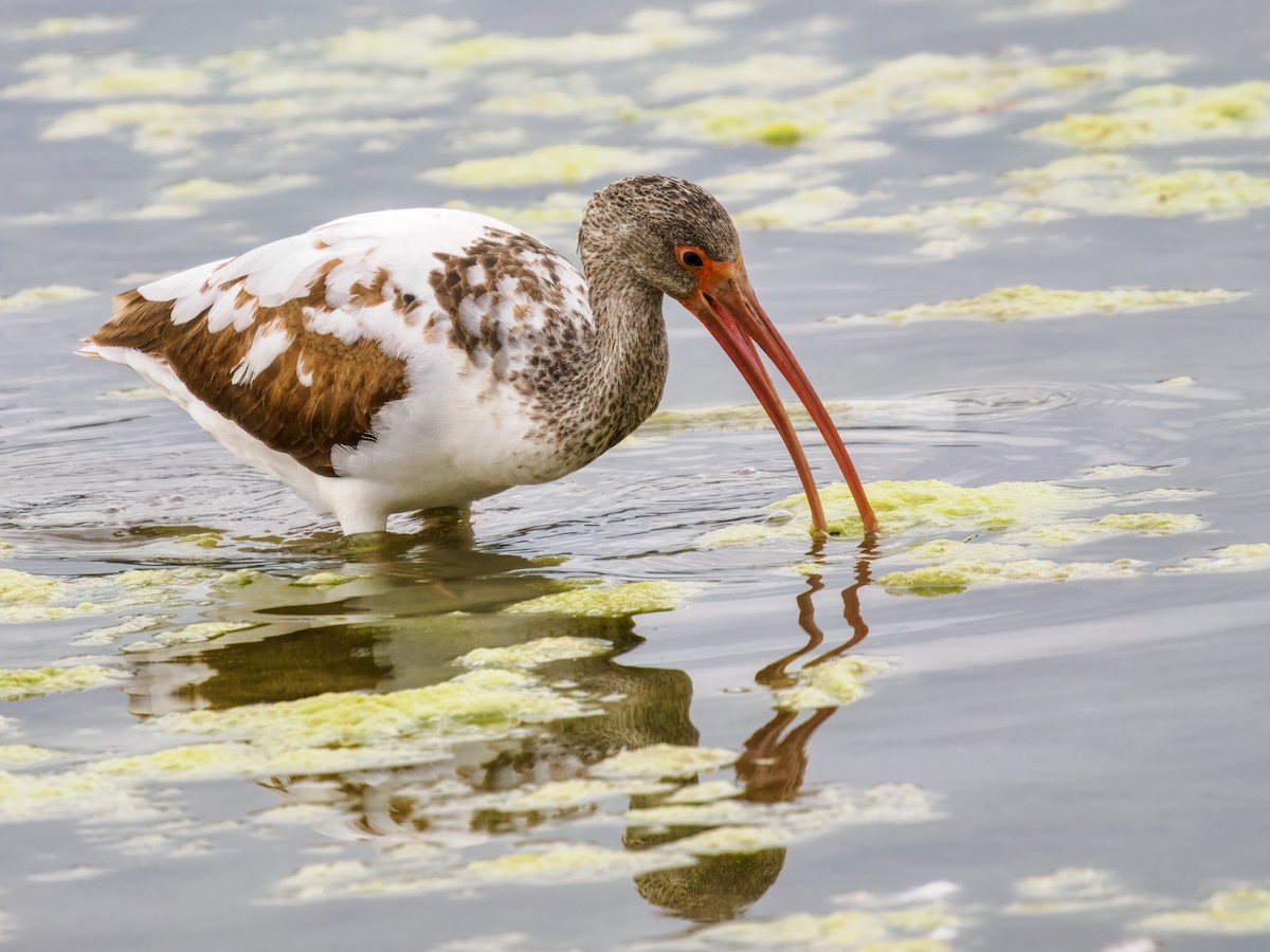 White Ibis - ML647515659