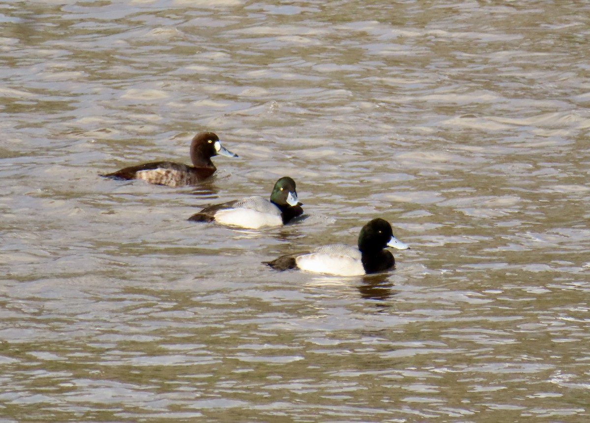 Lesser Scaup - ML647515660