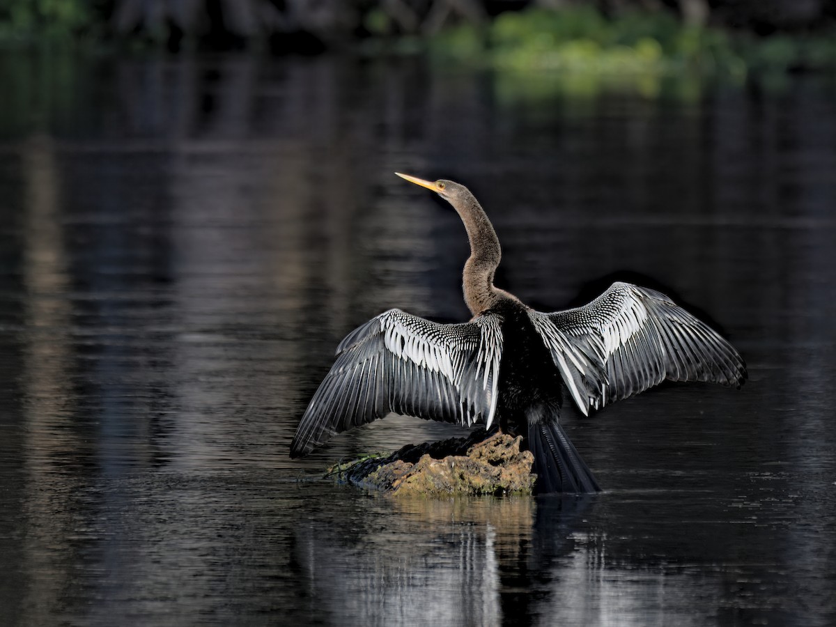Anhinga - ML647515661