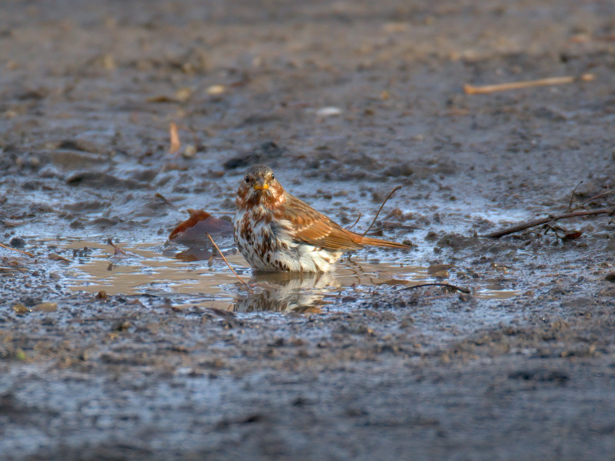 Fox Sparrow - ML647515664