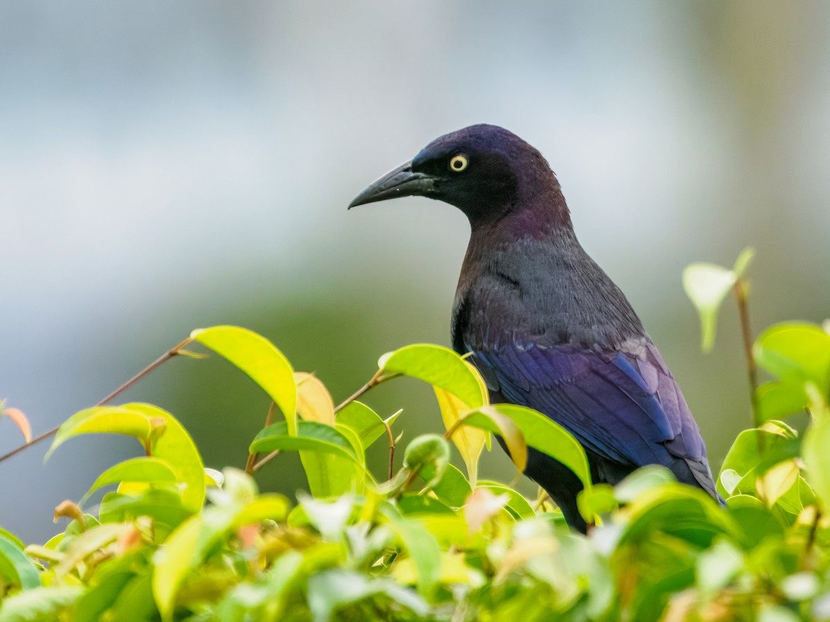 Boat-tailed Grackle - ML647515665