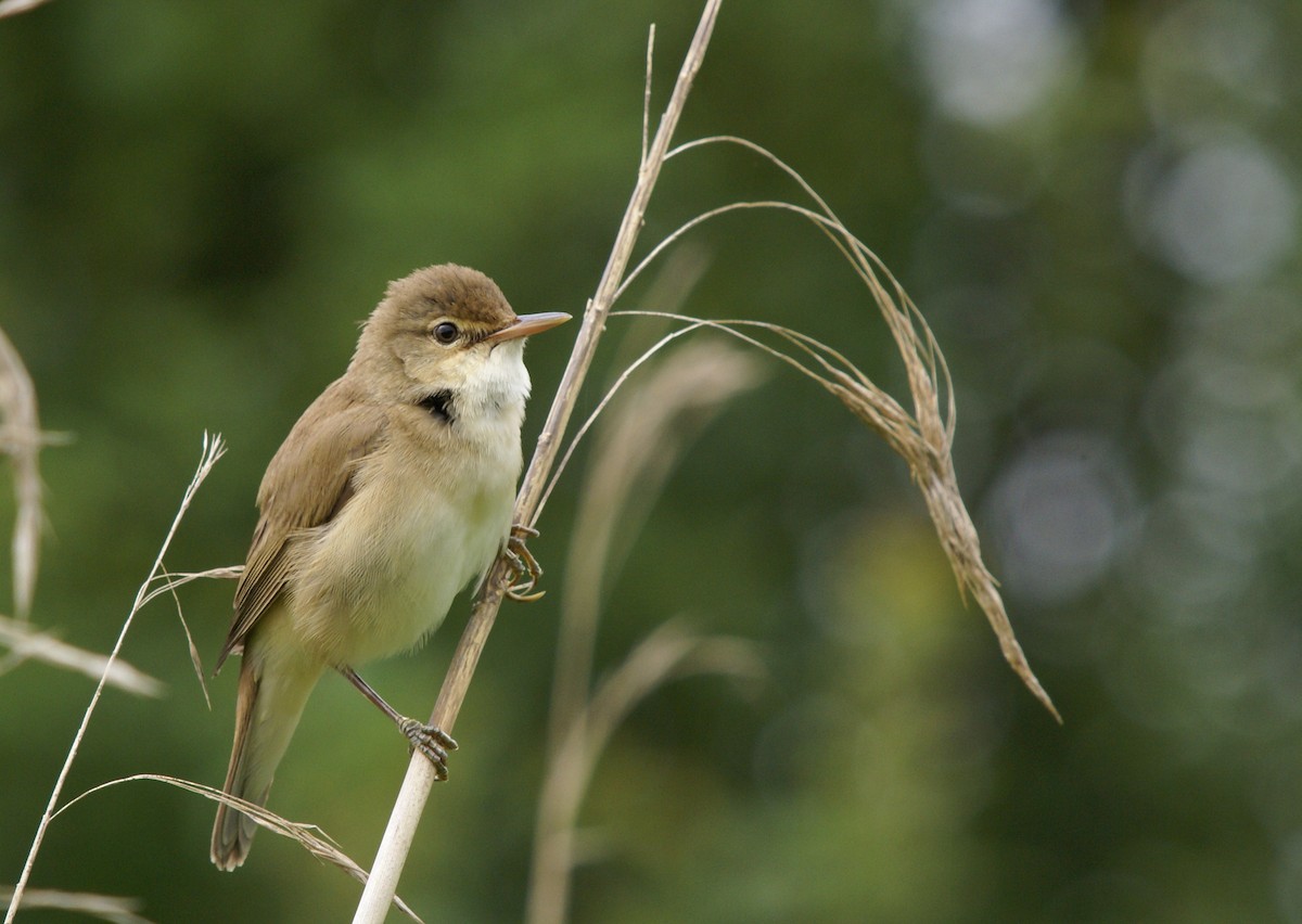 Common Reed Warbler - ML647515666