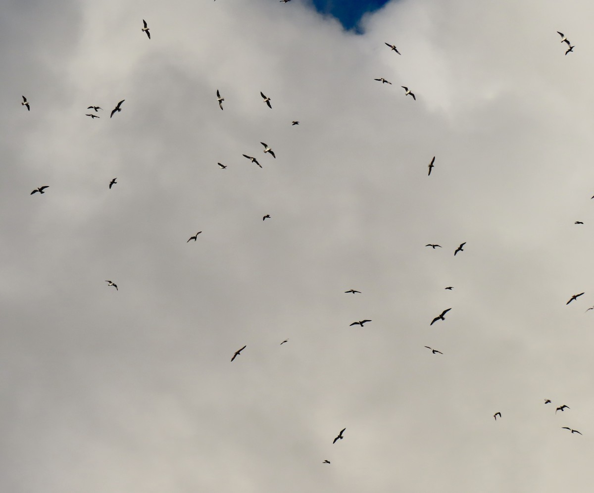 Ring-billed Gull - ML647515669