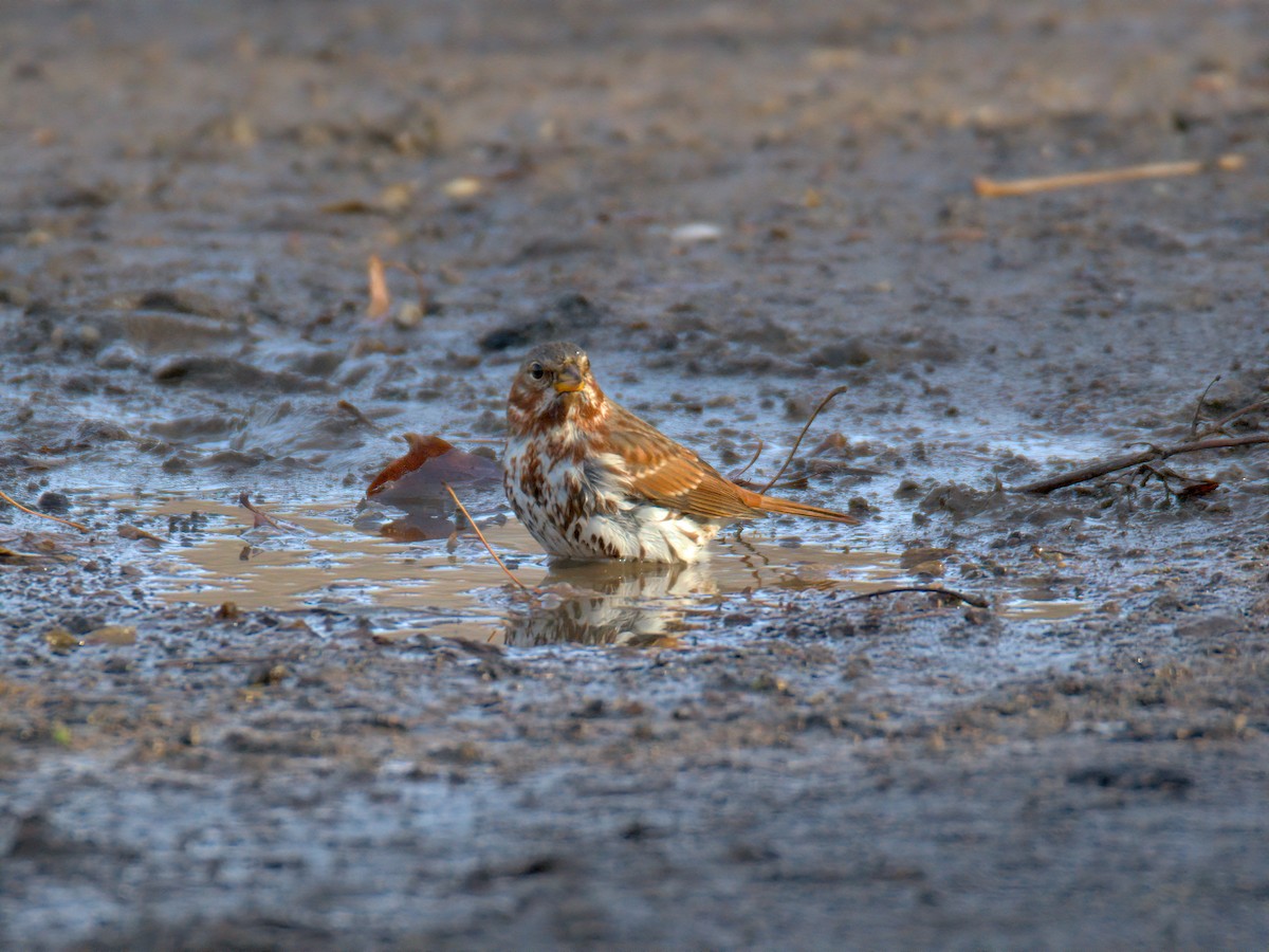 Пасовник рябогрудий - ML647515670