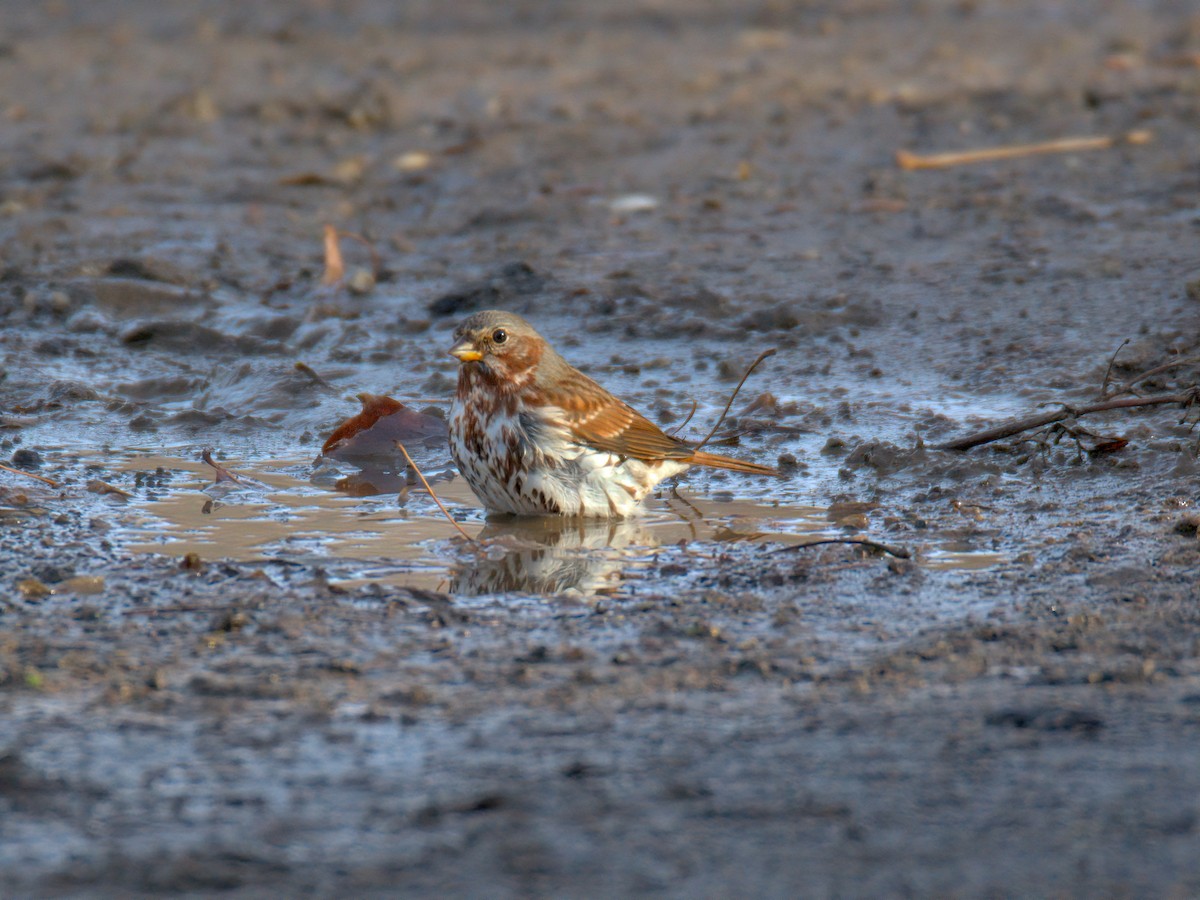 Пасовник рябогрудий - ML647515675