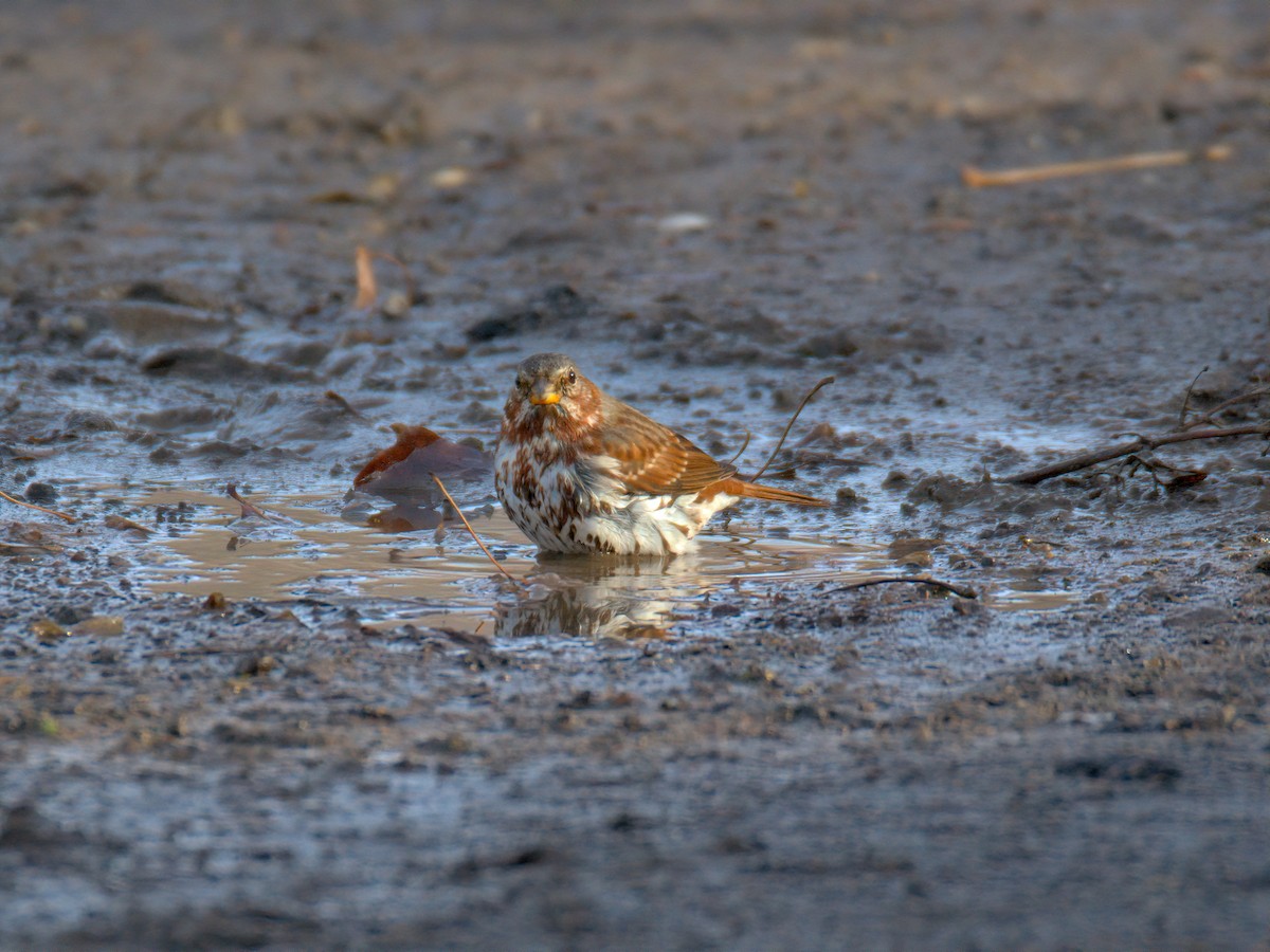 Пасовник рябогрудий - ML647515680