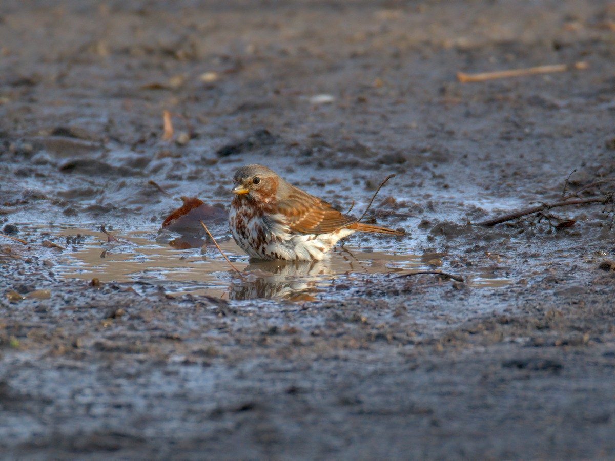 Пасовник рябогрудий - ML647515682