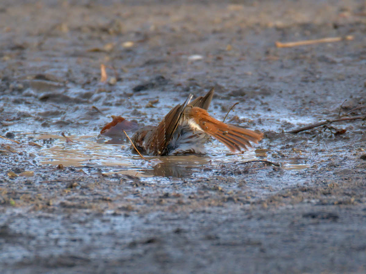 Пасовник рябогрудий - ML647515685