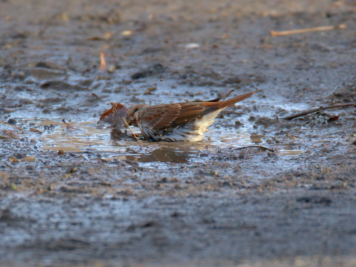 Пасовник рябогрудий - ML647515689