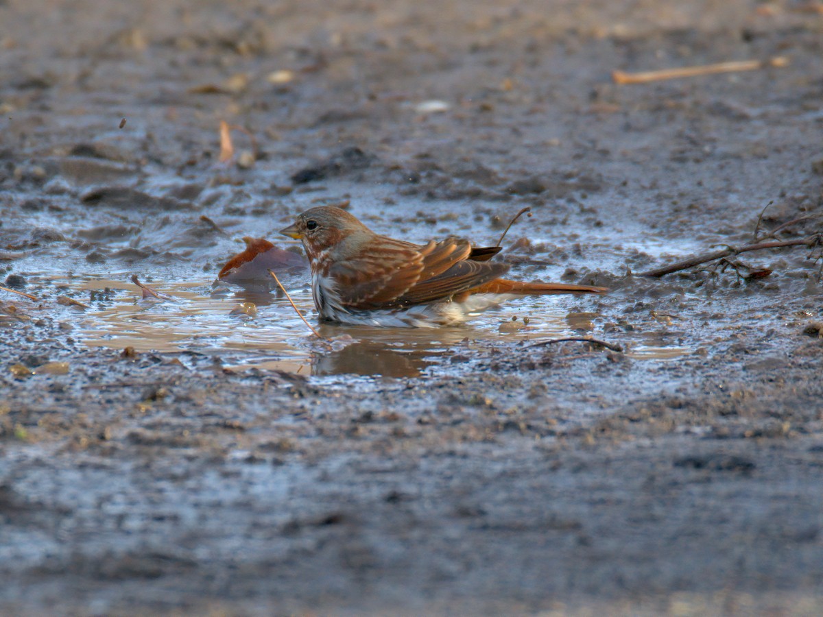 Пасовник рябогрудий - ML647515692