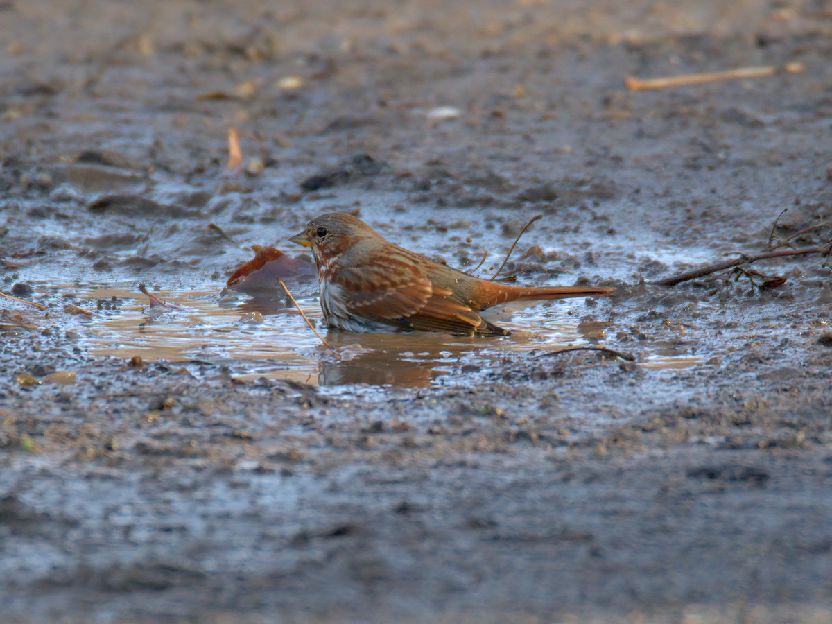 Пасовник рябогрудий - ML647515696