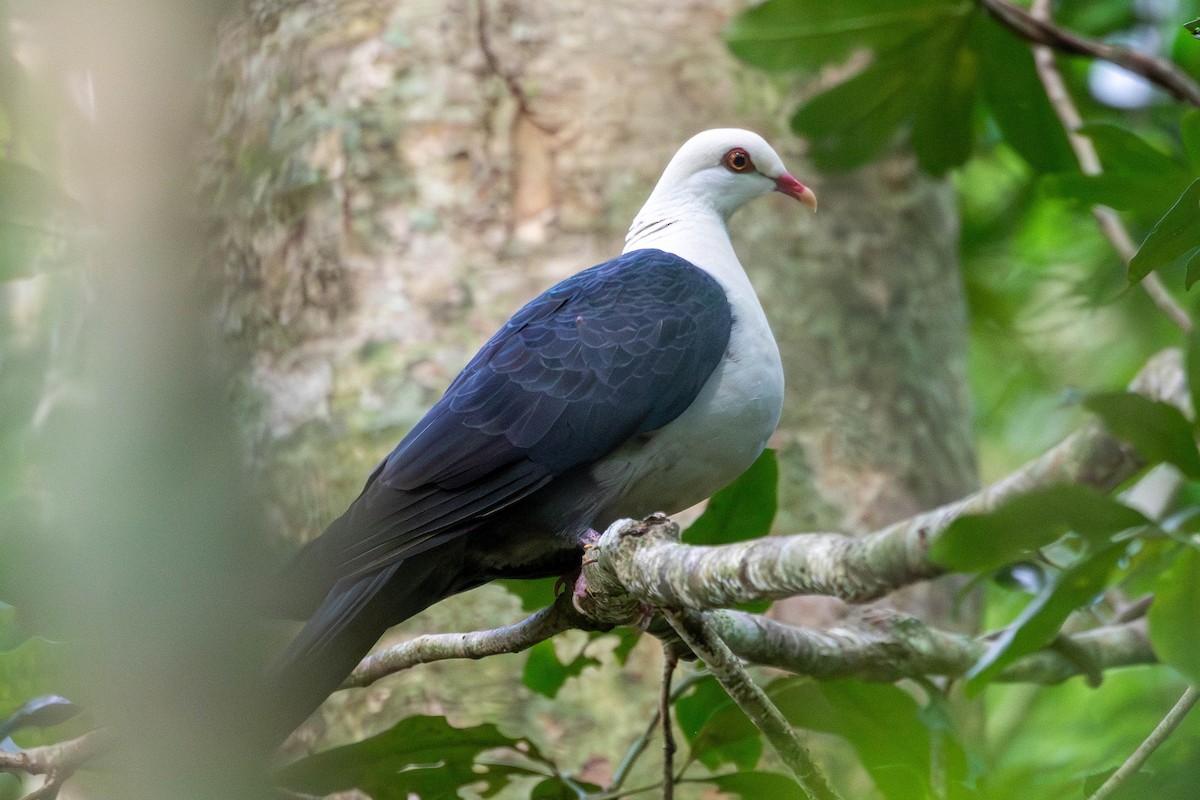 White-headed Pigeon - ML647515699