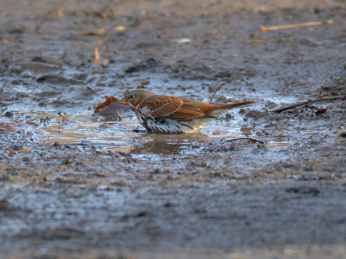 Пасовник рябогрудий - ML647515701