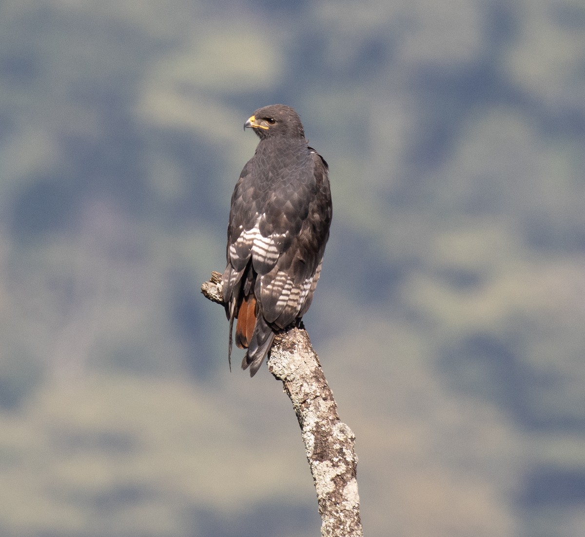 Augur Buzzard (Augur) - ML647515703