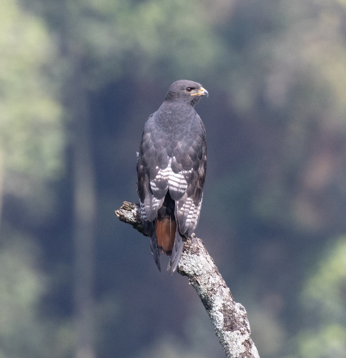 Augur Buzzard (Augur) - ML647515705