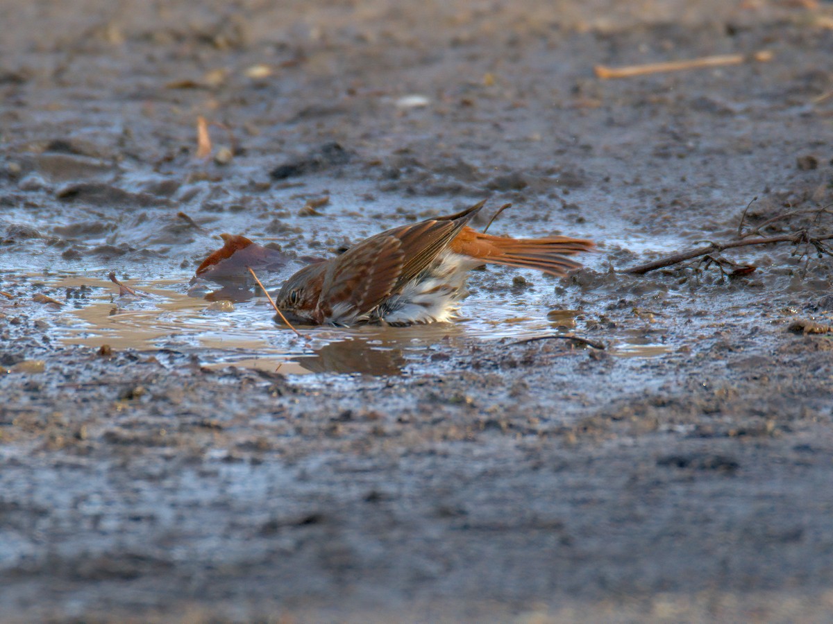 Пасовник рябогрудий - ML647515706