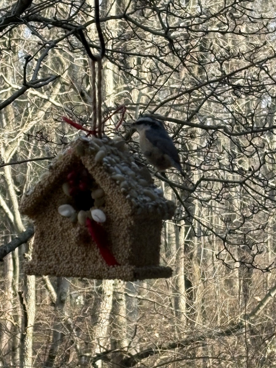 Red-breasted Nuthatch - ML647515709