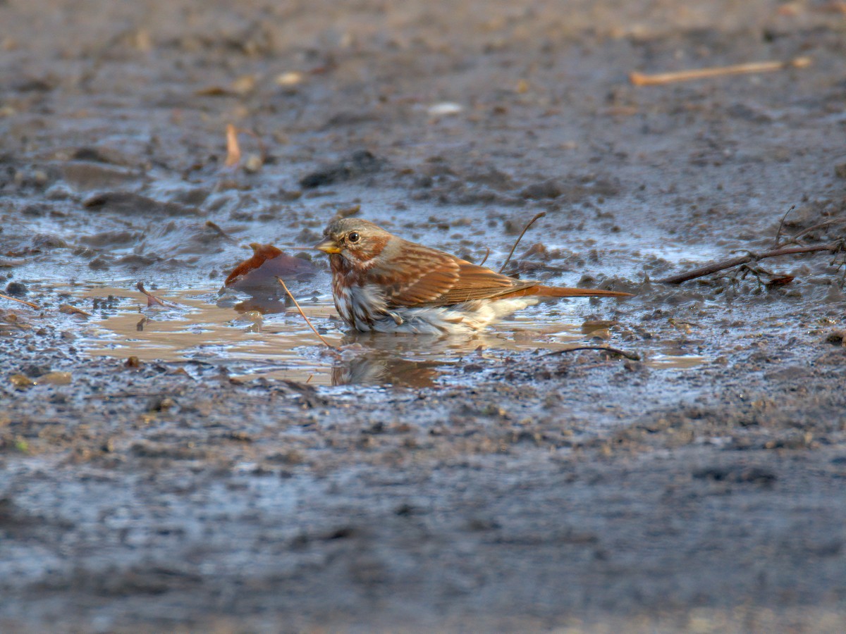 Fox Sparrow - ML647515715