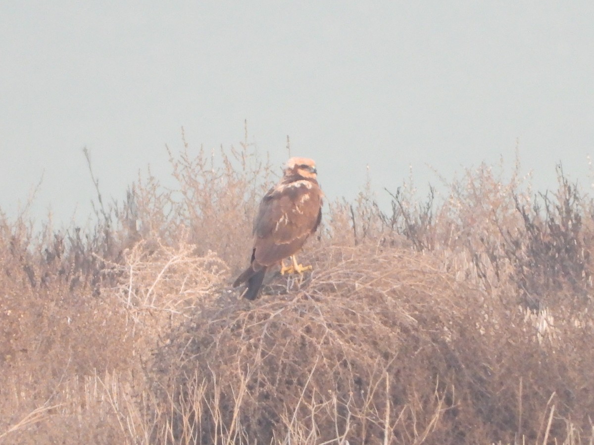 Western Marsh Harrier - ML647515716