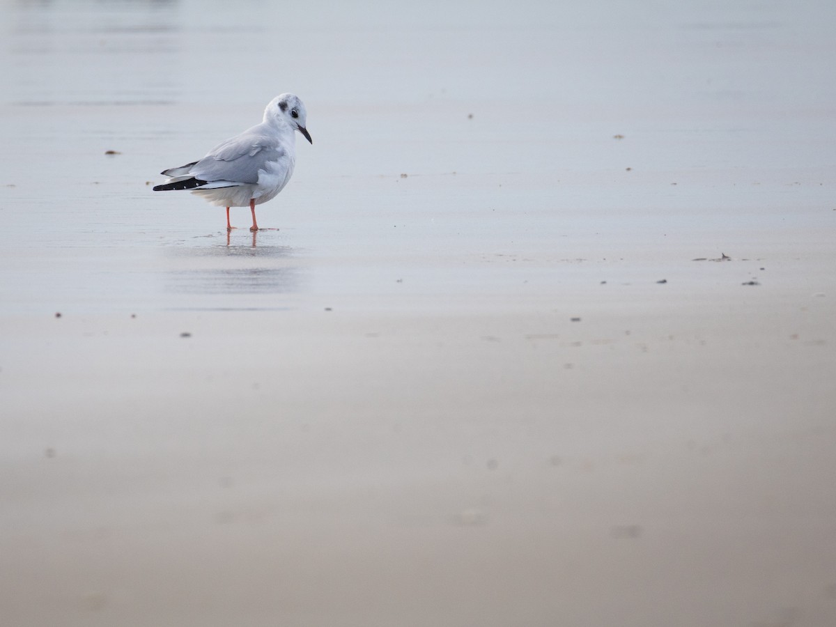 Bonaparte's Gull - ML647515719