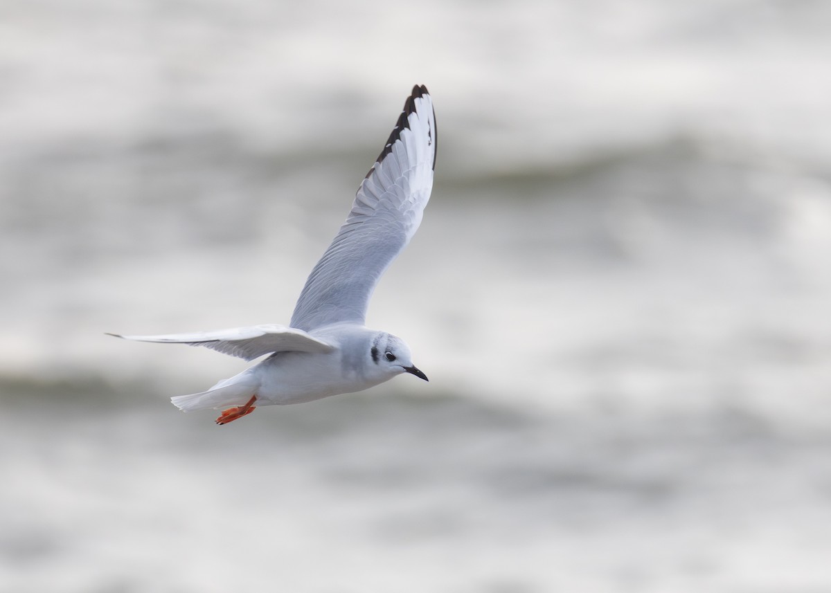 Bonaparte's Gull - ML647515720