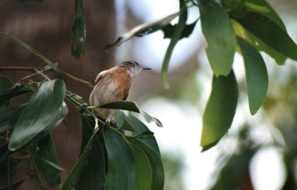 Rufous-banded Honeyeater - ML647515721