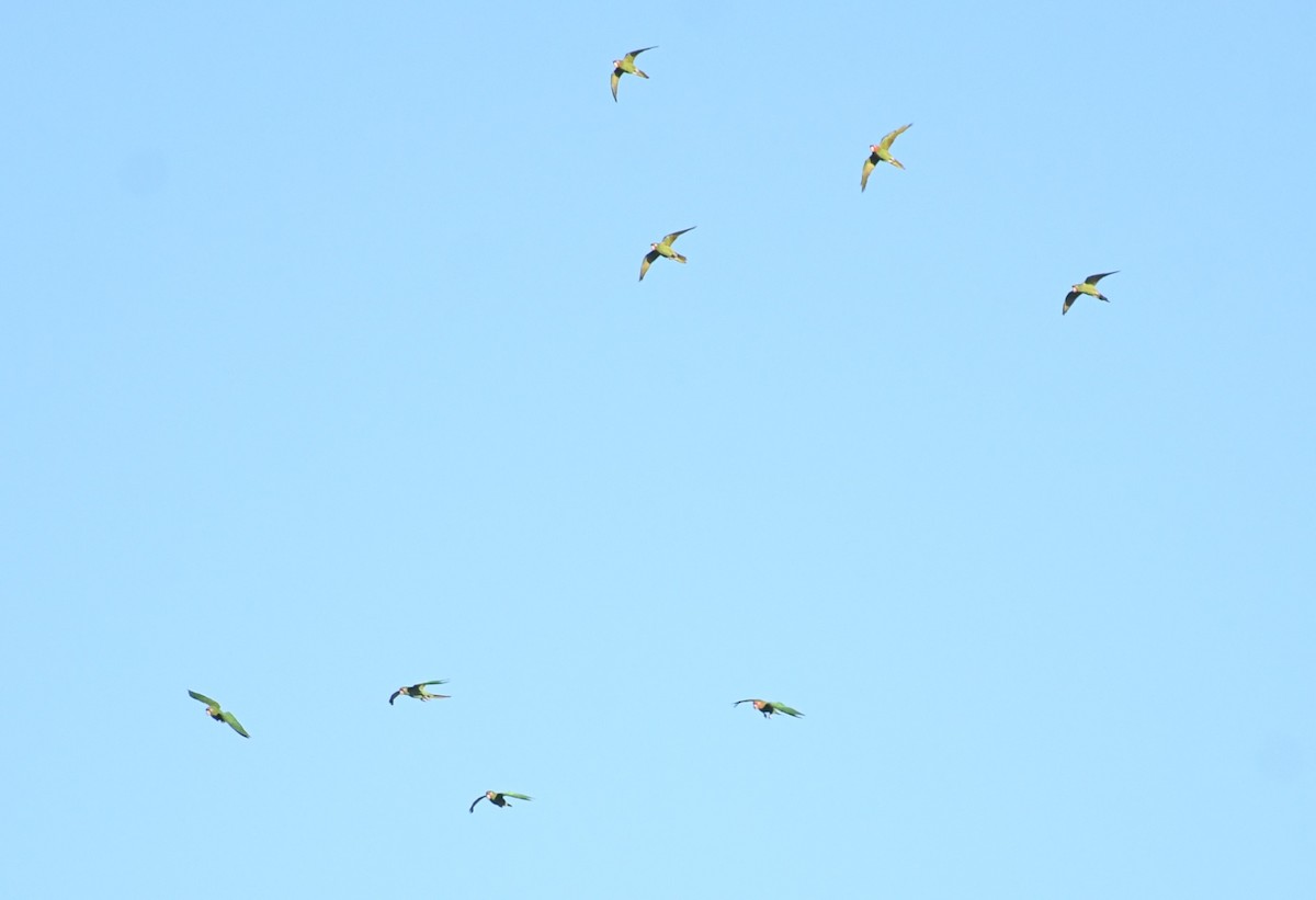 Mitred Parakeet - ML647515722