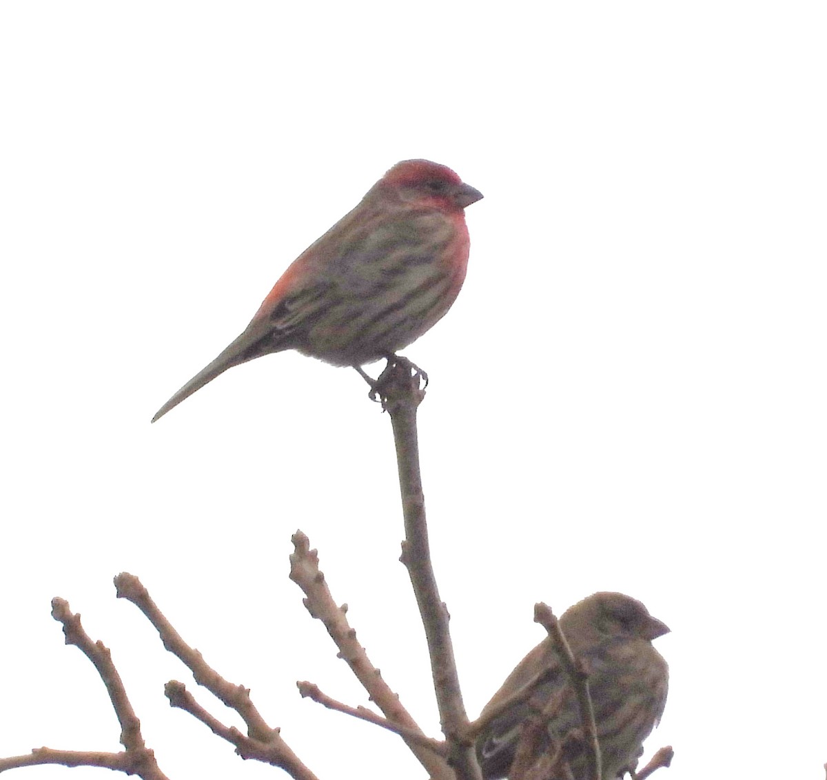 House Finch - ML647515723