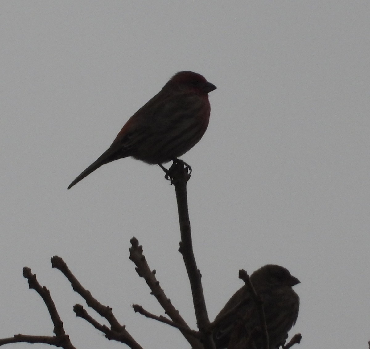 House Finch - ML647515724