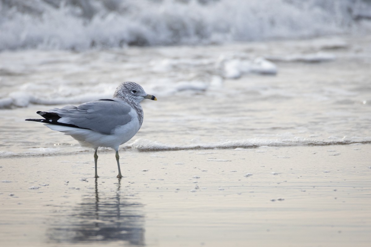 Ring-billed Gull - ML647515725