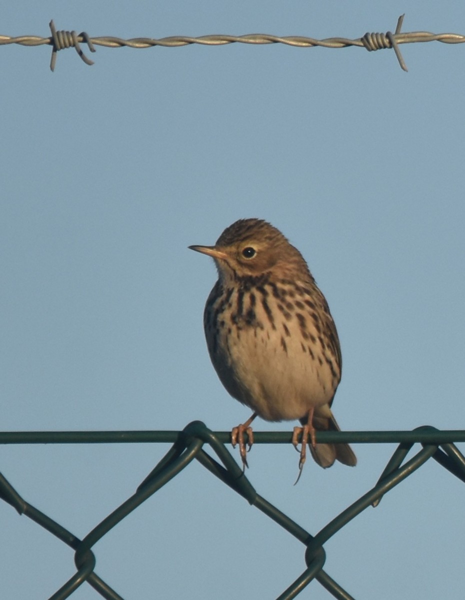 Meadow Pipit - ML647515726