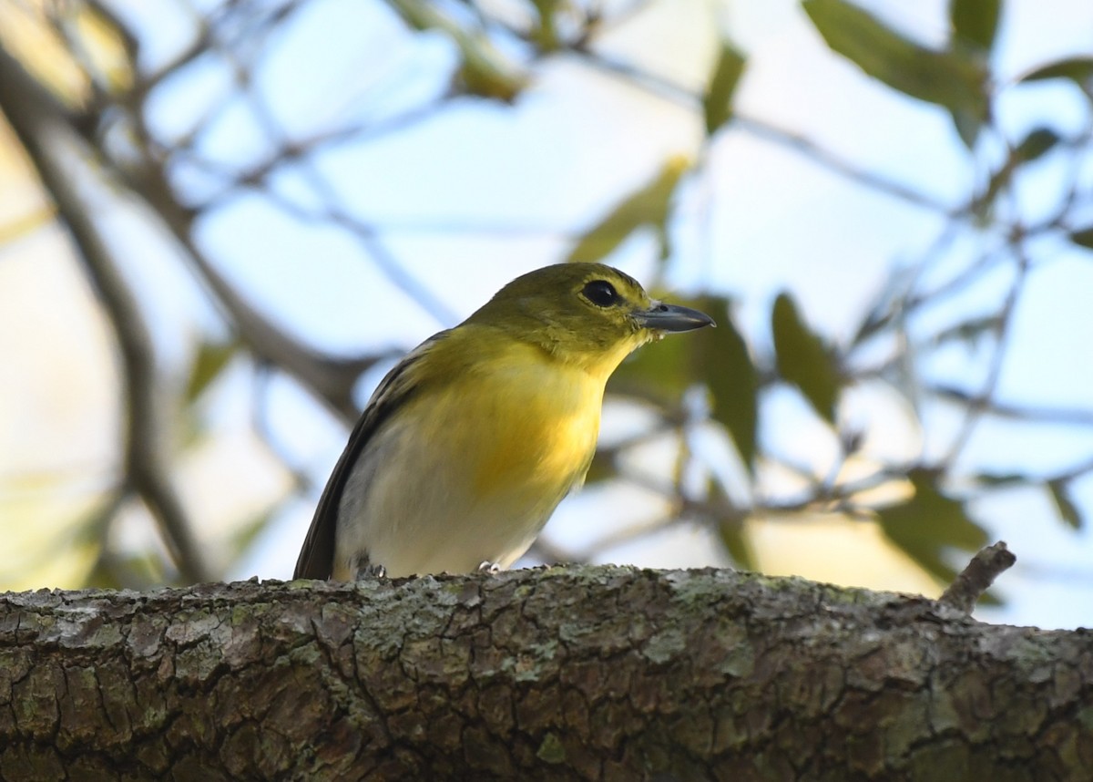 Yellow-throated Vireo - ML647515727