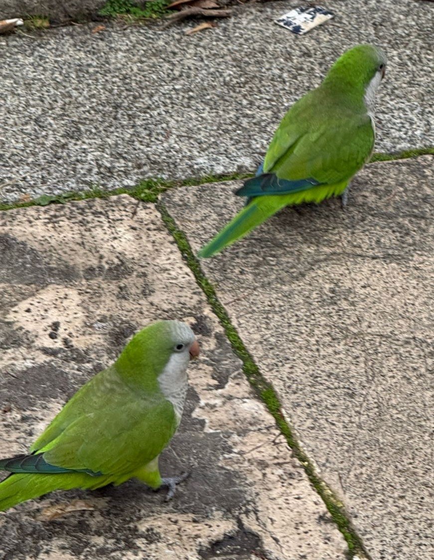 Monk Parakeet - ML647515728