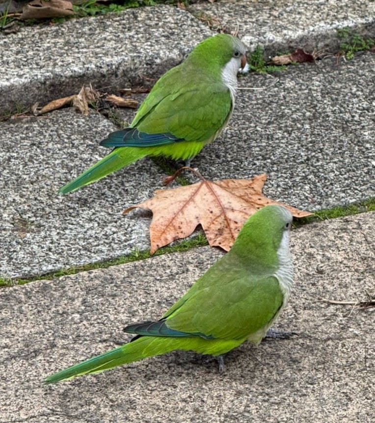 Monk Parakeet - ML647515729