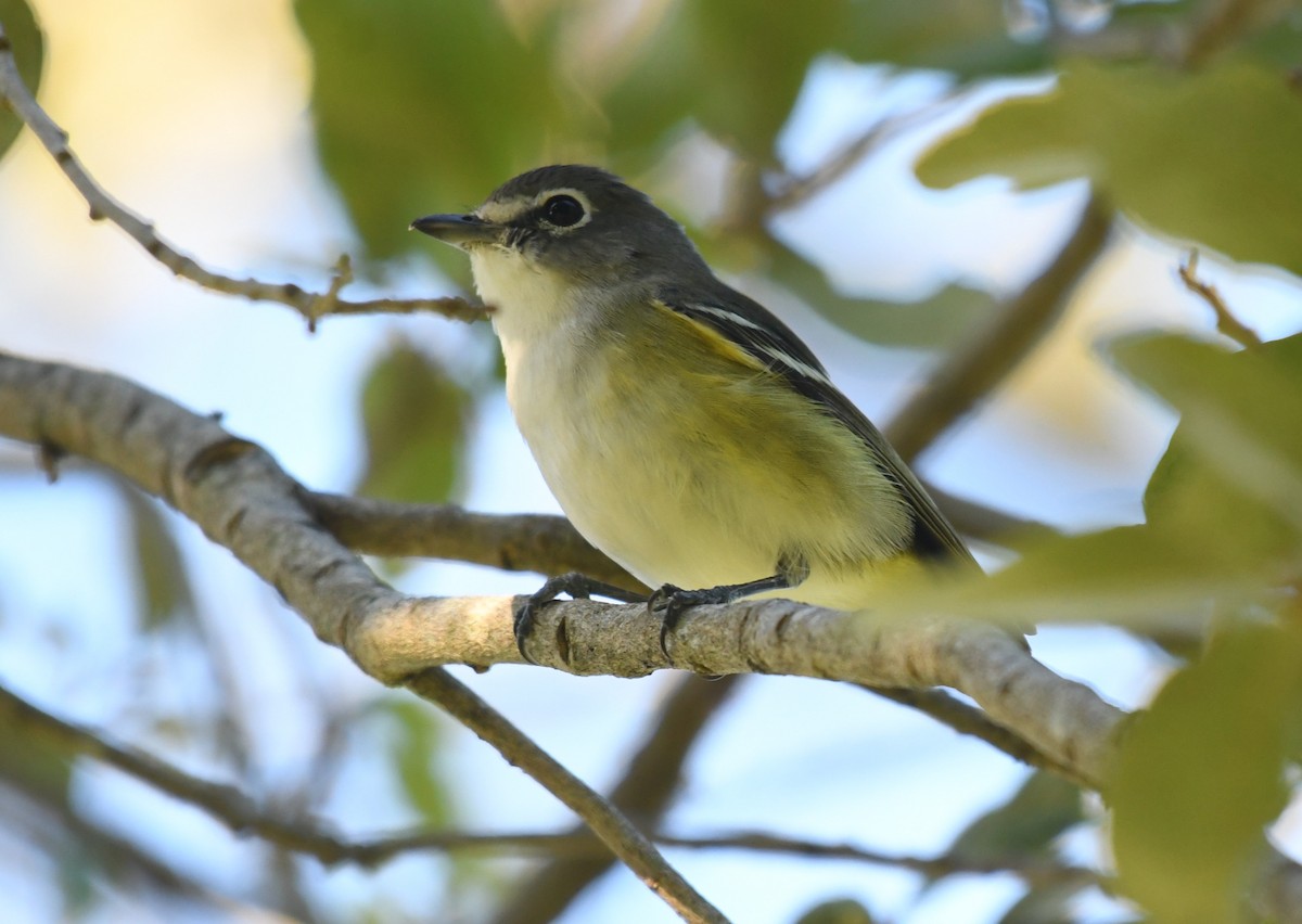 Blue-headed Vireo - ML647515732