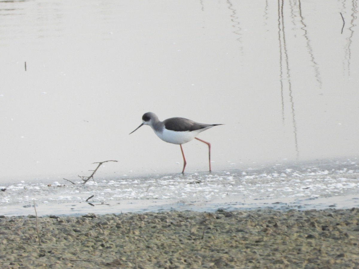 Black-winged Stilt - ML647515733